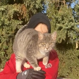 Lisa
