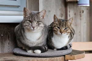 Katzen