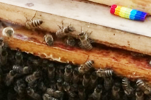 Bienen