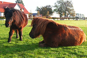 Ponys Salto und Teddy